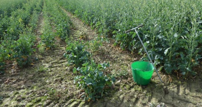 Etude et conception en agroécologie