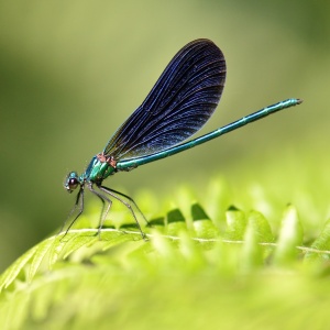  Caloptéryx vièrge (Calopteryx virgo) mâle.