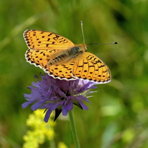 Grand nacré (Argynnis aglaja).